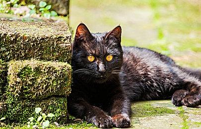 《真三国无双：起源》实机演示 展示教程与玩法部分